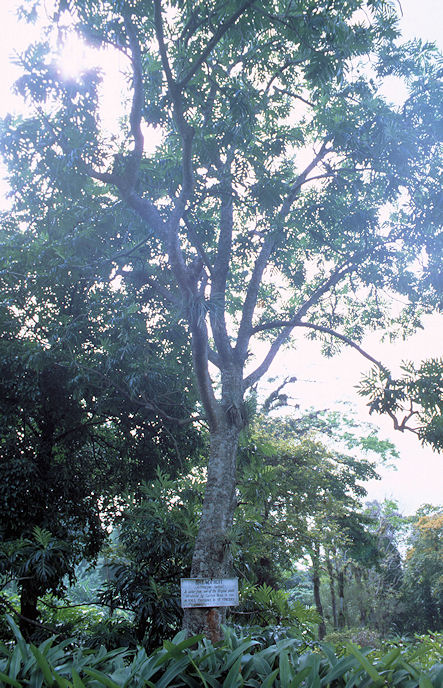 St. Vincent-02-021.jpg